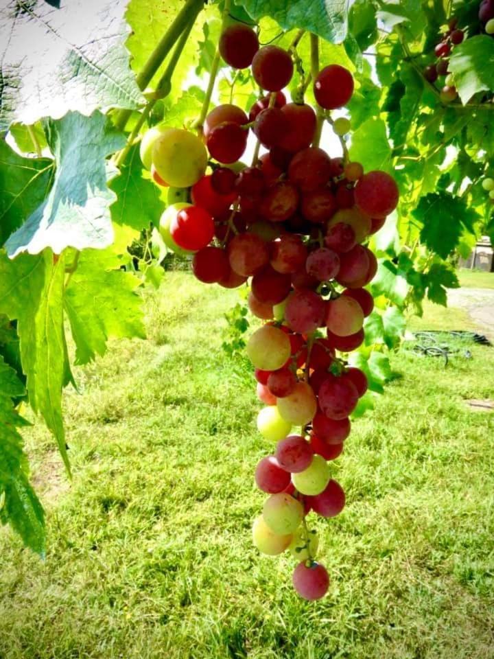 Lombardore Agriturismo Parco Campofelice المظهر الخارجي الصورة