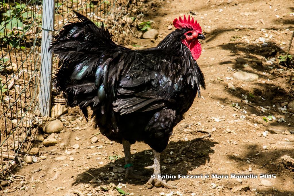 مبيت وإفطار Lombardore Agriturismo Parco Campofelice المظهر الخارجي الصورة